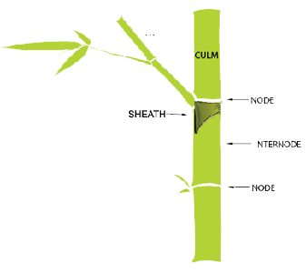 Bamboo Morphology